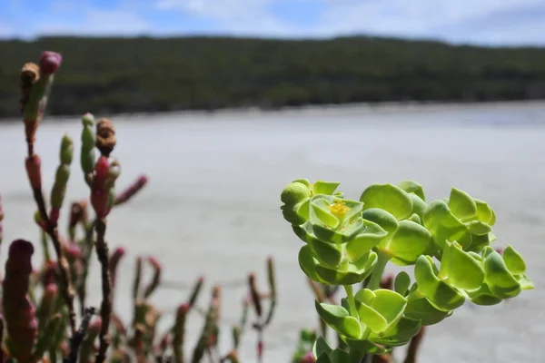 Close Plantas Exóticas Parque Nacional Rio Fitzgerald Entre Ravensthorpe Jerramungup — Fotografia de Stock