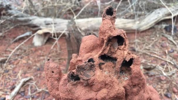 Gros Plan Termite Ouvert Nid Dans Arrière Pays Australie Occidentale — Video