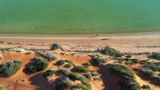 Australian Couple Walking Empty Beach Peron Peninsula Shark Bay Western — Stockvideo