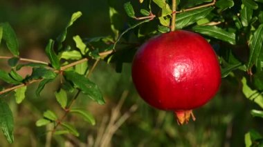 One Pomegranate growing on a tree growing in orchard during the Jewish new year holiday. 