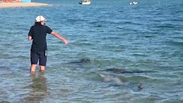 Denham Apr 2022 Australian Department Parks Wildlife Ranger Supervise Dolphins — Vídeo de stock