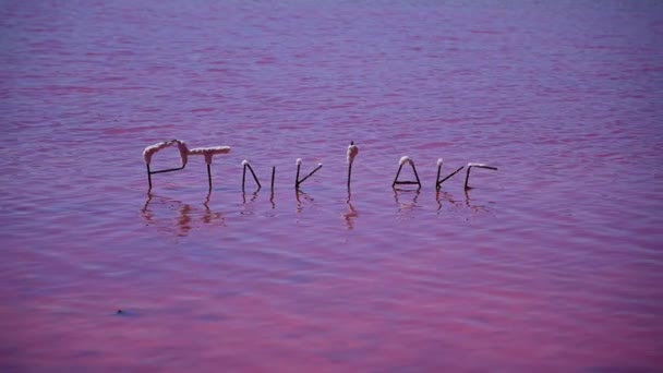 Znak Tonący Różowym Jeziorze Port Gregory Western Australia — Wideo stockowe