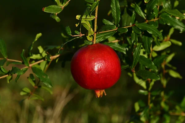 One Pomegranate Tree Growing Orchard Jewish New Year Holiday — Stock Photo, Image
