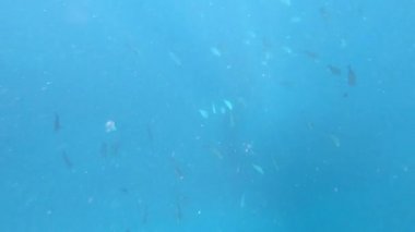 Batı Avustralya 'da Ningaloo Resifi' nde yüzen büyük bir balina köpekbalığı. Balina köpekbalığı, tropikal okyanusların açık sularında bulunur ve nadiren 21 C 'nin (70 F) altında suda bulunur.)