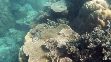 Ningaloo Resifi 'nde canlı mercanlar ve balıklar Batı Avustralya' yı soluyor. 