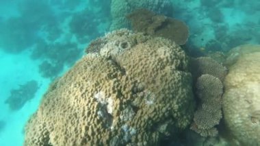 Ningaloo Resifi 'nde canlı mercanlar ve balıklar Batı Avustralya' yı soluyor. 
