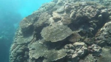 Ningaloo Resifi 'nde canlı mercanlar ve balıklar Batı Avustralya' yı soluyor. 