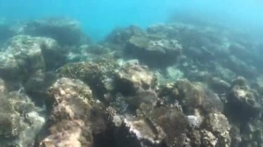 Ningaloo Resifi 'nde canlı mercanlar ve balıklar Batı Avustralya' yı soluyor. 