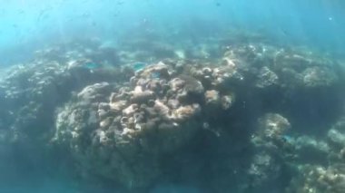 Ningaloo Resifi 'nde canlı mercanlar ve balıklar Batı Avustralya' yı soluyor. 