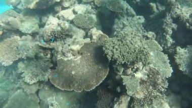 Ningaloo Resifi 'nde canlı mercanlar ve balıklar Batı Avustralya' yı soluyor. 