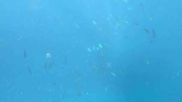 Egy Nagy Bálna Cápa Úszik Ningaloo Reef Nyugat Ausztráliában Cetcápa — Stock videók
