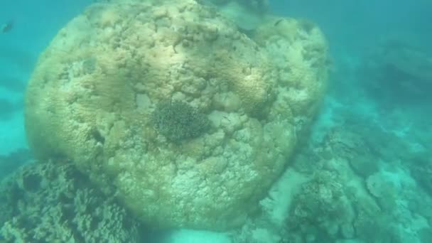 Levande Koraller Och Fisk Ningaloo Reef Exmouth Western Australia — Stockvideo
