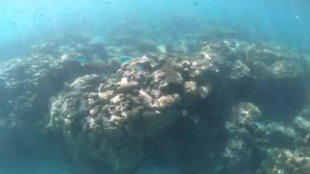 Živé Korály Ryby Útesu Ningaloo Exmouth Západní Austrálie — Stock video