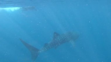 Ningaloo Resifi Hint Okyanusu 'nun batısında yüzen ve bir balina köpekbalığını fotoğraflayan tanınmamış bir erson. Balina köpekbalığı tropikal okyanusların açık sularında bulunur..
