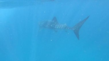 Batı Avustralya 'da Ningaloo Resifi' nde yüzen büyük bir balina köpekbalığı. Balina köpekbalığı, tropikal okyanusların açık sularında bulunur ve nadiren 21 C 'nin (70 F) altında suda bulunur.)