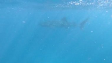 Batı Avustralya 'da Ningaloo Resifi' nde yüzen büyük bir balina köpekbalığı. Balina köpekbalığı, tropikal okyanusların açık sularında bulunur ve nadiren 21 C 'nin (70 F) altında suda bulunur.)