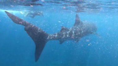 Ningaloo Resifi Hint Okyanusu 'nun batısında yüzen ve bir balina köpekbalığını fotoğraflayan tanınmamış bir erson. Balina köpekbalığı tropikal okyanusların açık sularında bulunur..