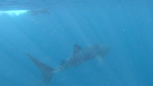 Unrecognizable Erson Swimming Photographing Whale Shark Ningaloo Reef Indian Ocean — Stock Video