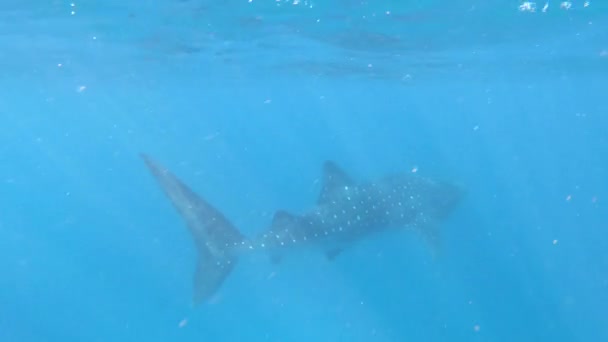 Large Whale Shark Swimming Ningaloo Reef Western Australia Whale Shark — Stock Video
