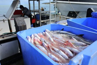 DENHAM, WA - 26 APR 2022: Avustralyalı balıkçı deniz ürünleri avlıyor. Avustralya balıkçılık endüstrisi, 2008 yılında Avustralya 'nın GSYİH' sına 25.000 milyon dolar katkıda bulunan önemli bir sektördür..