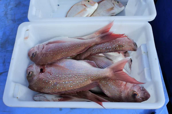 コンテナ内の氷の中の新鮮な魚のグループのビューの上に — ストック写真