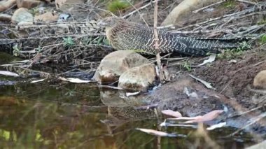 Pheasant coucal on a river bank in the Kimberley region in Western Australia