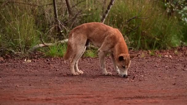 Large Dingo Wild Dog Karijini National Park Western Australia — 图库视频影像