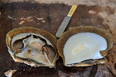 An opened Australian Pinctada Maxima shell with a knife on a wooden table.