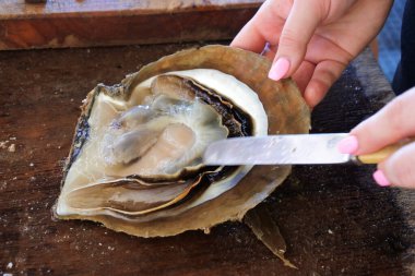 Australian woman hands opens an Australian Pinctada Maxima shell with a knife.