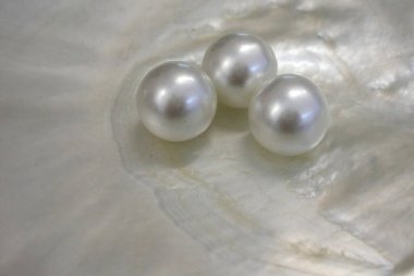 Three Australian South Sea pearl inside an oyster (Pinctada maxima).