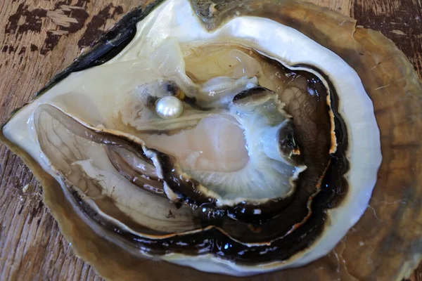 Australian South Sea pearl inside an oyster (Pinctada maxima).