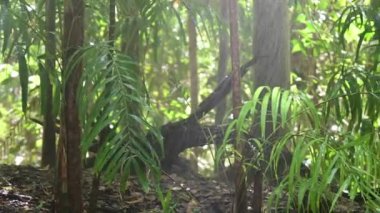 Landscape view of storm in a  tropical monsoon climate rain forest