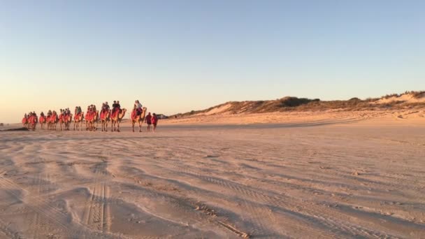 Broome July 2022 Large Group Tourists Camel Ride Convoy Cable — ストック動画
