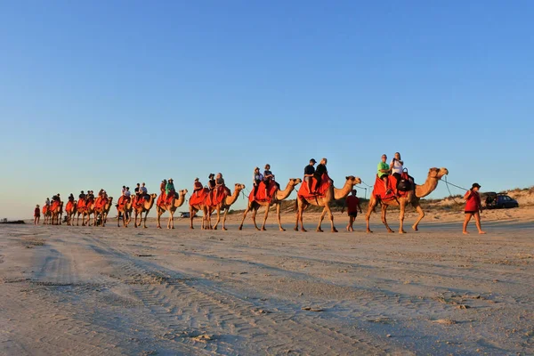 Broome July 2022 Large Group Tourists Camel Ride Convoy Cable — Photo