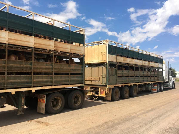 Winton Qld Sep 2022 大型牛拖车公路列车 澳大利亚是世界上最大的动物屠宰活体出口国 — 图库照片