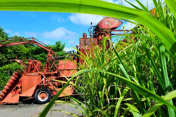 甘蔗种植园中的现代甘蔗收获机 — 图库照片