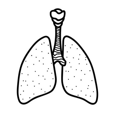 Beyaz arka planda izole edilmiş insan akciğerleri diyaframı. Solunum kuruluşu. Mürekkep elle çizilmiş resim tarzı..