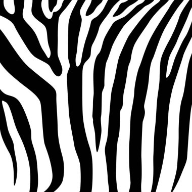 Zebra siyah-beyaz deseni. Beyaz arka planda siyah çizgiler. İşkembe hayvan orman dokusu zebra.