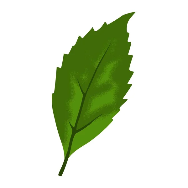 Зеленый Лист Дерева Изолированы Белом Фоне — стоковый вектор