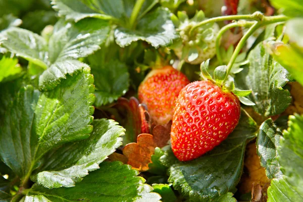 Frutilla — Foto de Stock