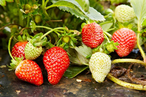 Aardbeien — Stockfoto