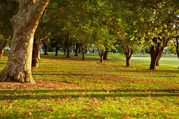 Park — Stock Photo, Image