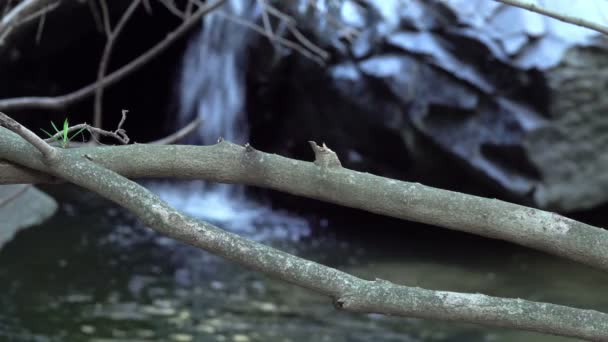 Wasser Fließt Hinter Herbstlichem Ast — Stockvideo