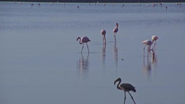 Flamingo Kuşları Salt Lagoon 'da Yürüyor ve Yemek Yiyor.
