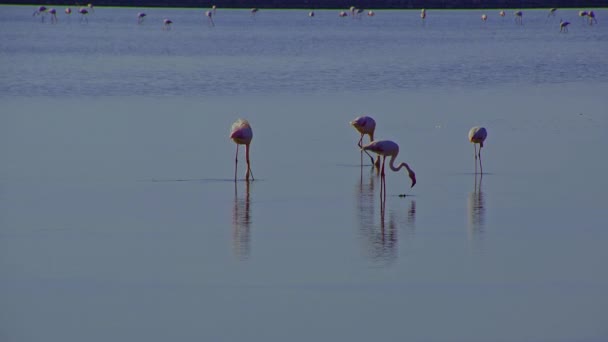 Flamingo Kuşları Salt Lagoon Yürüyor Yemek Yiyor — Stok video