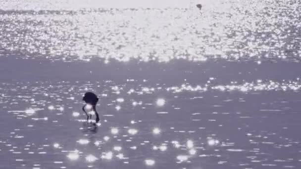 Поверхность Морских Речек Солнечный Свет Воде Flamingo Съедание Кадры — стоковое видео