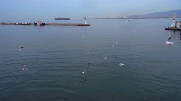 灯台のそばを飛ぶカモメの群れ — ストック動画