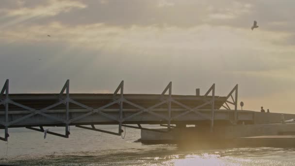 Fiskmåsar Som Flyger Förbi Havsbron Vintern — Stockvideo