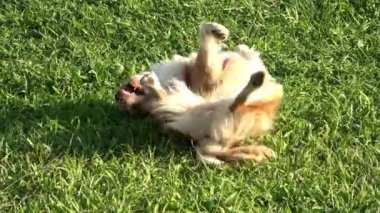 Yeşil çimenlerin üzerinde oynayan sevimli köpek
