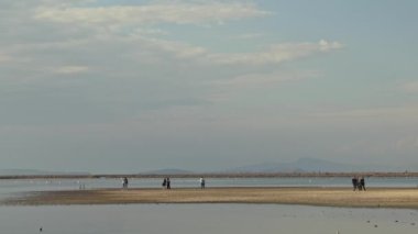  Turistler Salt Lake 'te Göç Eden Yabani Kuşları İzliyor
